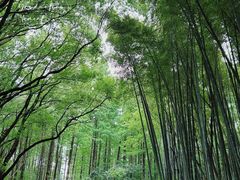 -同里国家湿地公园