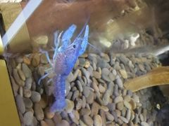 -上海大自然野生昆虫馆(东方明珠·爬宠昆虫探索中心)