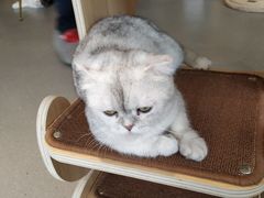 -飞行喵MR PILOT|猫舍·猫咖(静安大融城店)