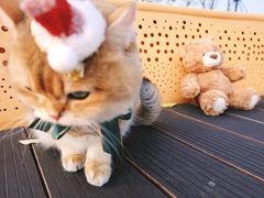 -三圣花乡旅游区