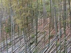 -镇江市南山风景名胜区竹林景区