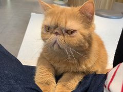 -飞行喵MR PILOT|猫舍·猫咖(静安大融城店)