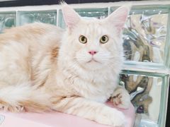 -十年猫舍·猫咪专门店(普陀店)