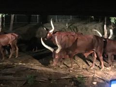 -清迈夜间动物园