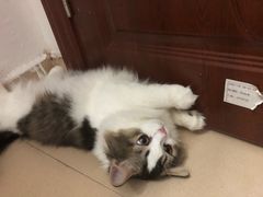 -瑞派动物医院·绝育·犬猫全科·预防医学(光景江南中店)