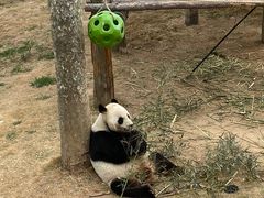 -西霞口神雕山野生动物世界