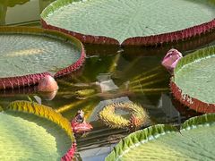 -国家植物园南园