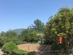 -盛世牡丹苑生态文化旅游区