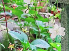 -谷咖啡·鲜花绿植花园餐厅