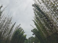 -桤木河湿地公园