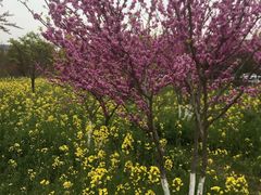 -江南大学-第一食堂(江南苑)