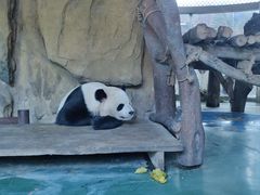 -成都动物园