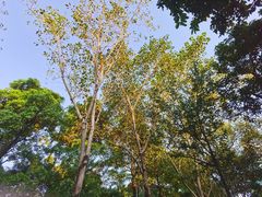 -荔香公园