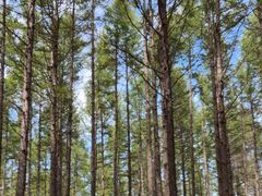 -塞罕坝国家级自然保护区