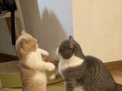 -翊宠yipet猫狗购宠庄园犬舍•猫舍