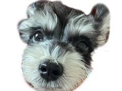 -乖乖宠物医院·猫科·骨科·24小时(云岗分院)