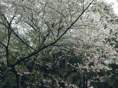 -武汉大学-樱园