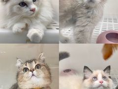 -lincat·猫舍(广州店)