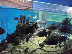 -沙沙哗啦海洋馆(华宇百花谷店)