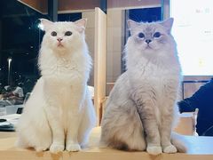 -瞄一喵猫咖(格力海岸店)