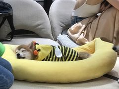 -逗柴咖啡屋·狗咖猫咖宠物桌游