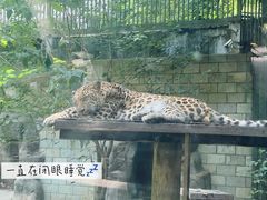 -格蕾宠物医院24H·猫科·肿瘤科·骨科中心(福州总院)