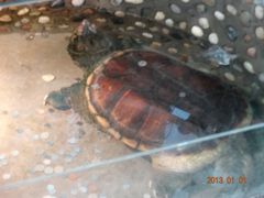 DSC00661-上海大自然野生昆虫馆