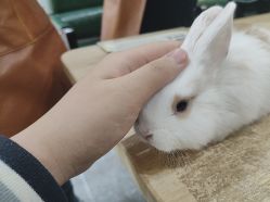 -神奇动物撸宠馆·羊驼·小浣熊·异宠(豫园店)