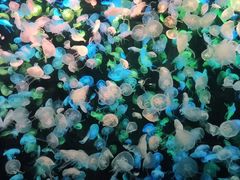 -珠海长隆海洋王国