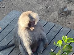 -大连森林动物园