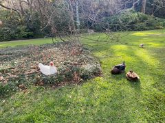 -EG Waterhouse Camellia Gardens Sutherland Shire