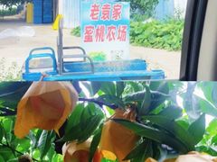 -老袁家蜜桃农场·阳山水蜜桃