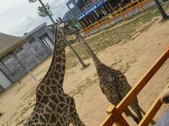 -西霞口神雕山野生动物世界