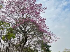 -天适樱花悠乐园