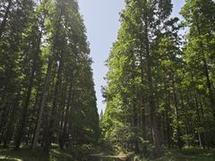 -黄海国家森林公园