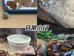 -帕帕拉兹宠物(亚洲旗舰店)