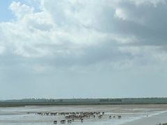 -盐城丹顶鹤湿地生态旅游区