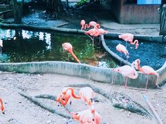 -清迈夜间动物园