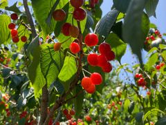 -长安后宰门水盆羊肉(新都心店)