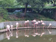 -红梅公园