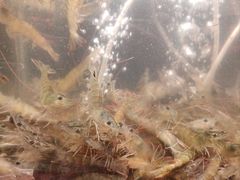 -钱小奴创意自助餐厅·原切谷饲安格斯畅吃(苏州昆山招商花园城店)