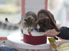 -喵屿·大理花园猫咖