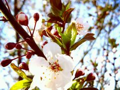 -辛玛王国游乐园