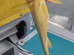 -鑫艋游艇海钓俱乐部