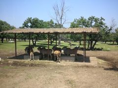 -西安秦岭野生动物园