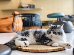 -飞行喵MR PILOT|猫舍·猫咖(静安大融城店)