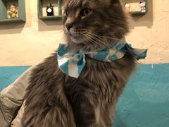 -猫小院猫主题咖啡厅(北锣店)