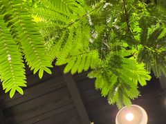 -自由生长植物工作室(深港花卉中心店)