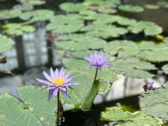 -国家植物园南园