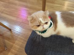 -滚猫咖啡·猫咖·猫友好撸猫(未来城店)